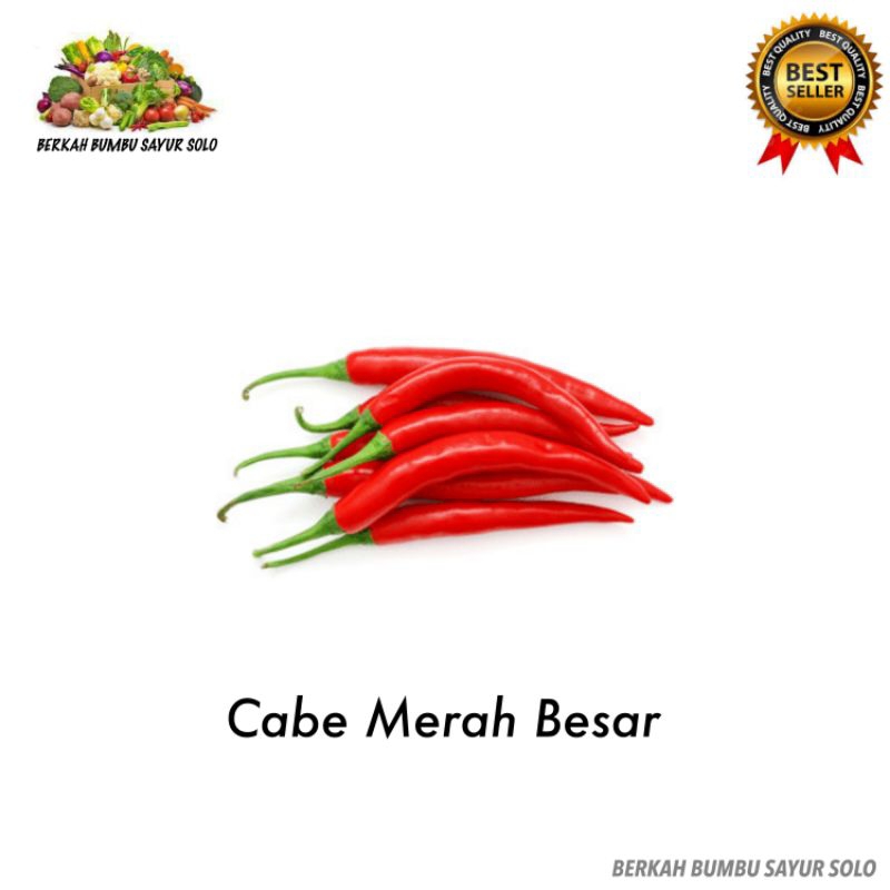 

Cabai Merah Besar Cabe Teropong Merah