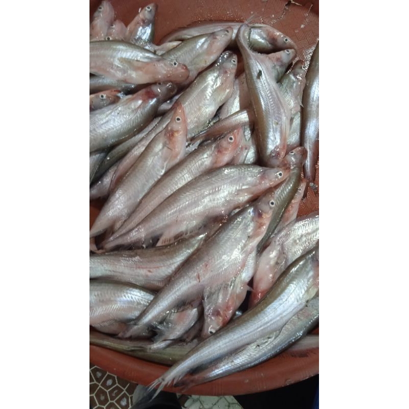 

Ikan Lais Sungai per 500 gr Sayur Segar Palembang