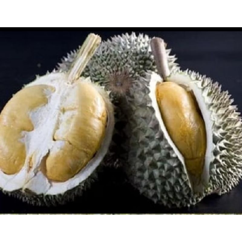 Bibit durian duri hitam hasil okulasi 1Meter