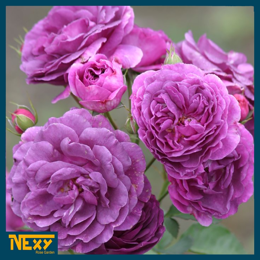 Mawar Import Minerva - Mawar Wangi