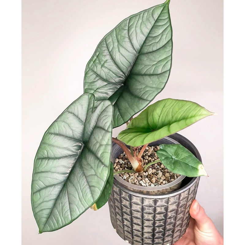 Alocasia bisma