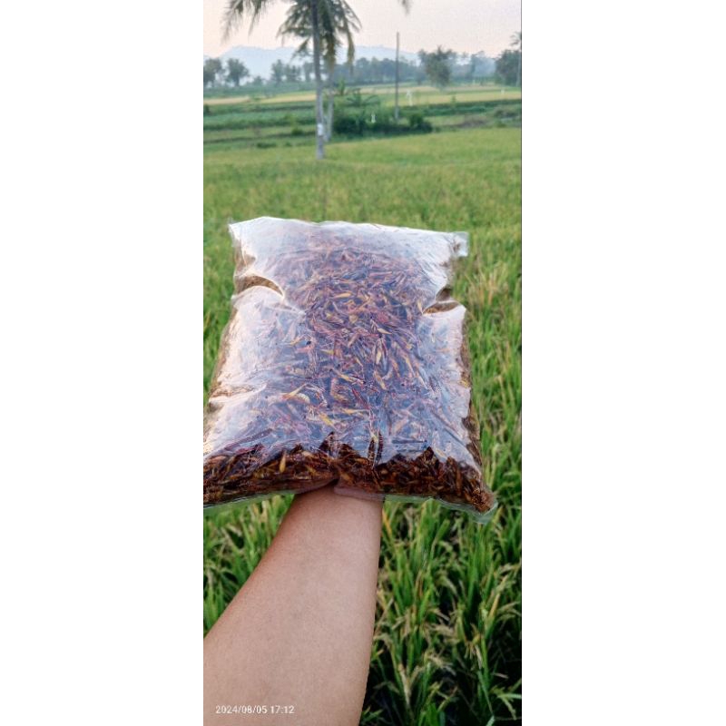 

belalang goreng 1kg murah banget (UTES,Siumet,walgor) BELALANG PADI BELALANG BERAS BELALANG KECIL