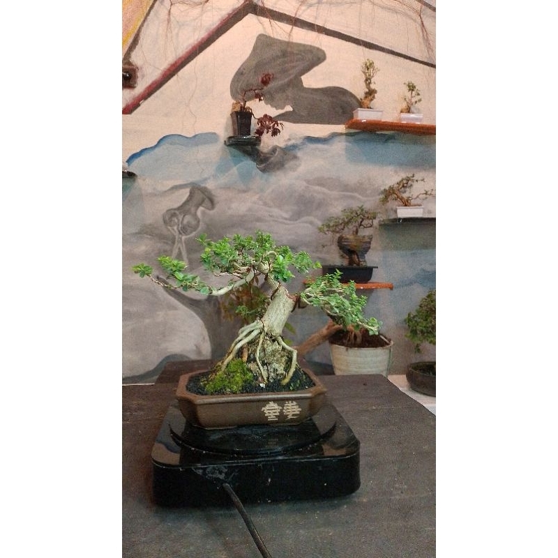 BONSAI SANCANG OTR JADI