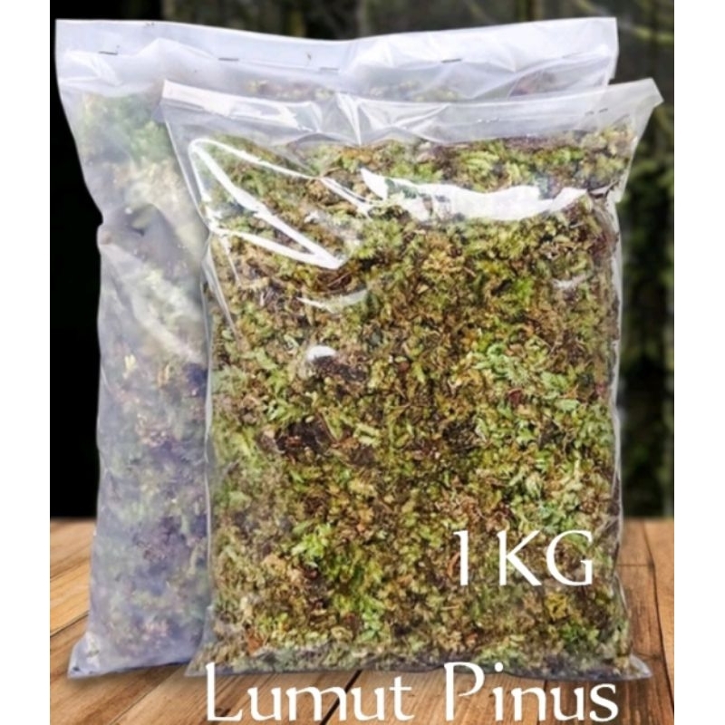 Lumut Hidup 1kg Moss Hutan/Living Moss/lumut hidup cacah/aquascape/lumut pinus