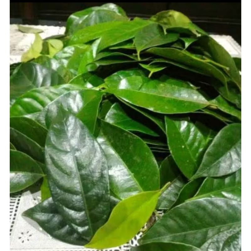 

Daun Pala Segar fresh bukan Kering Daun herbal pr 20 Lmbr