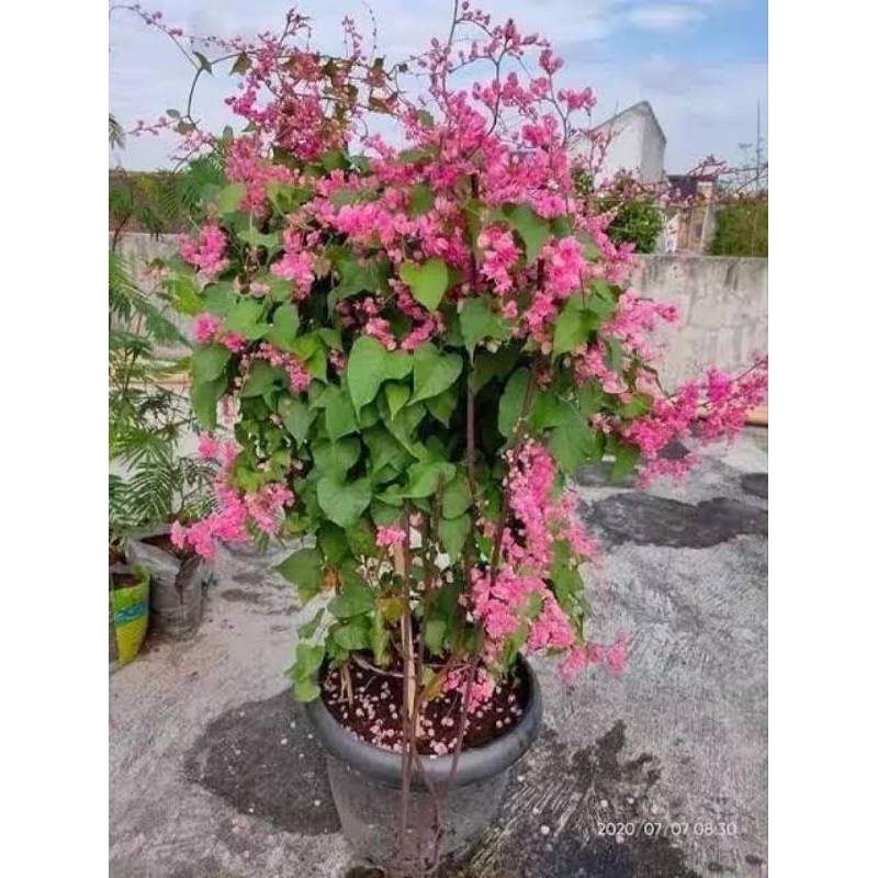 Bibit Bunga Air Mata Pengantin | Bibit Bunga AMP Pink