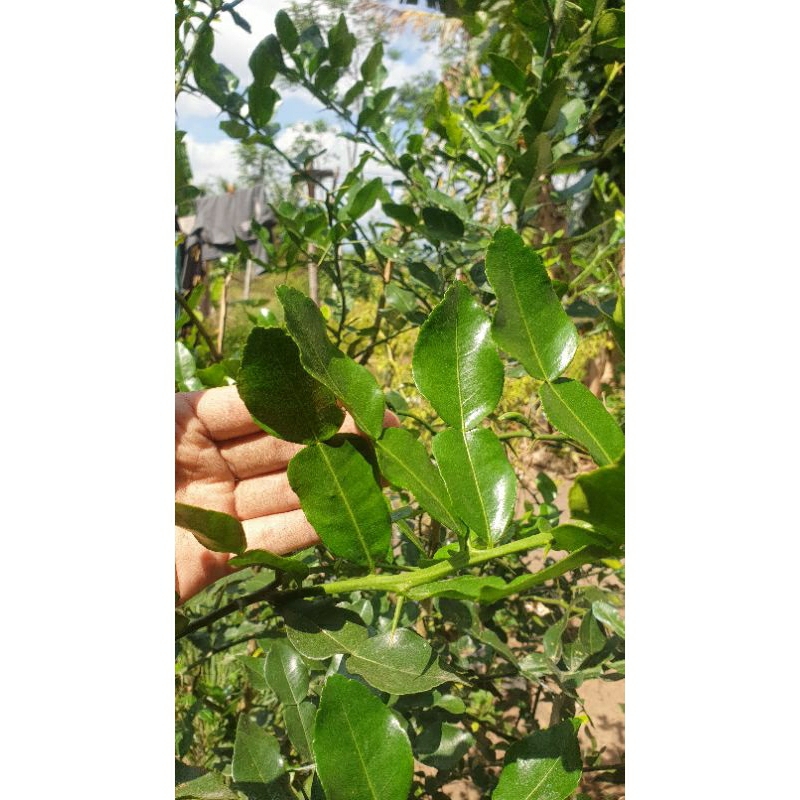 

DAUN JERUK SEGAR BARU DIPETIK (100 gr)
