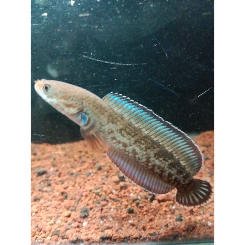 Stiker Chana Andrao,ys,rb,bp,warti,limbata