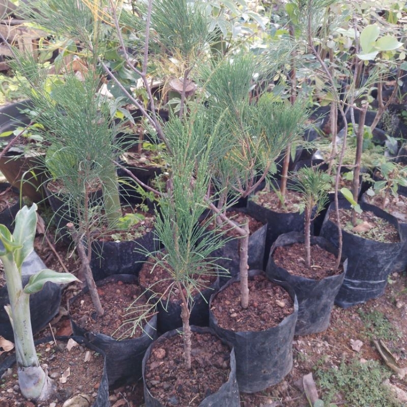 Bibit cemara udang bahan bonsai