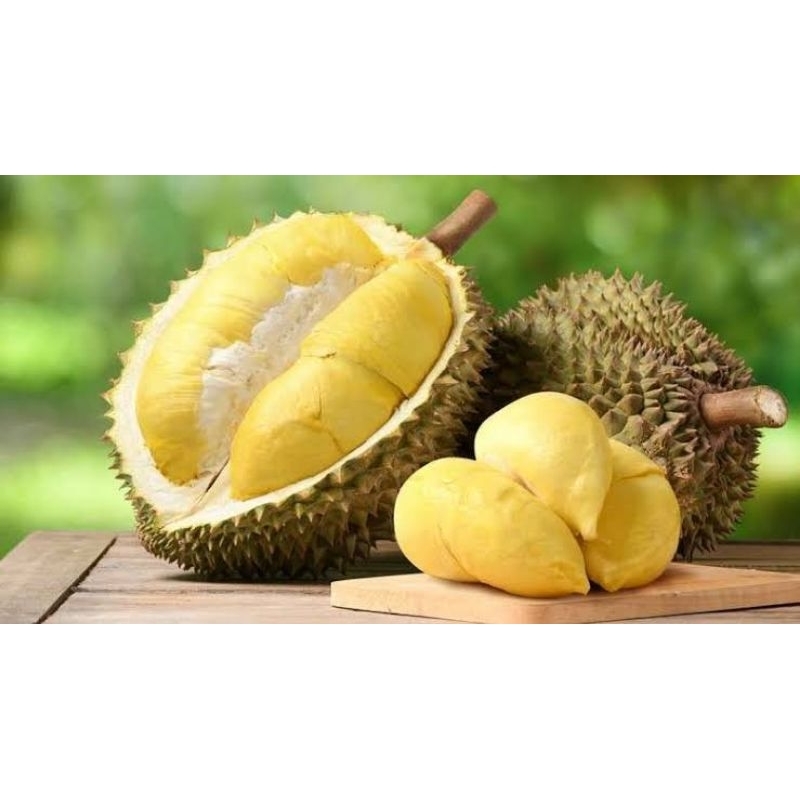 

durian induk cepat berbuah tinggi 150cm(kaki1)