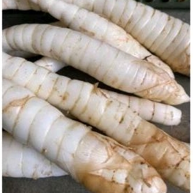 

ubi Garut segar 1kg