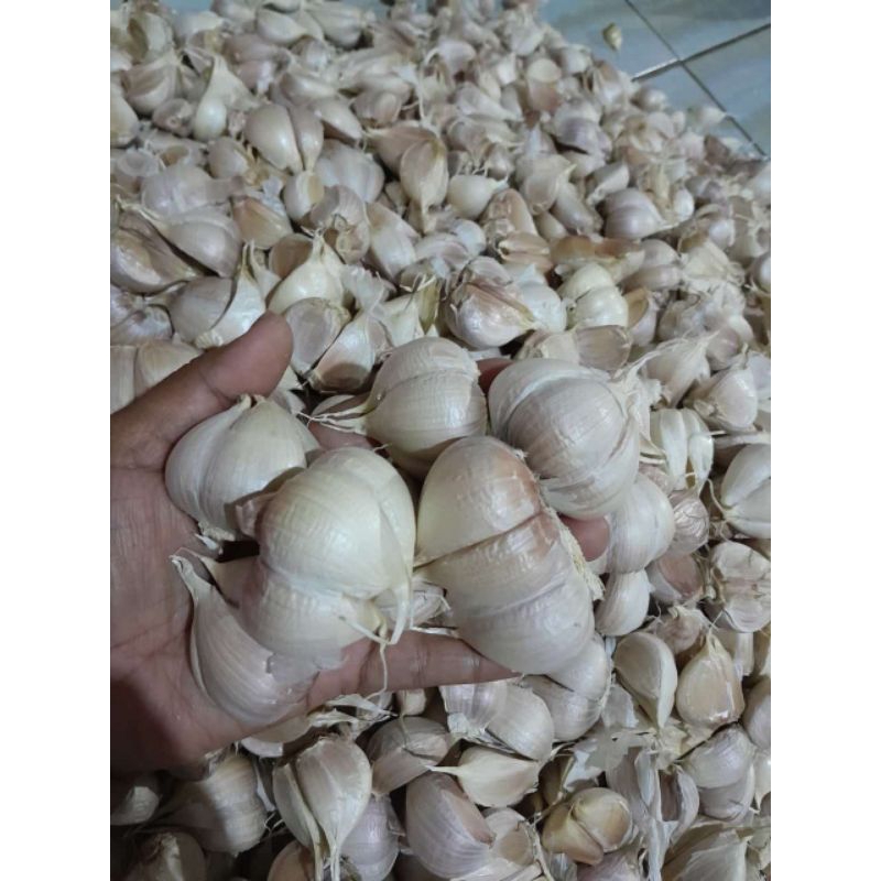 

bawang putih cating