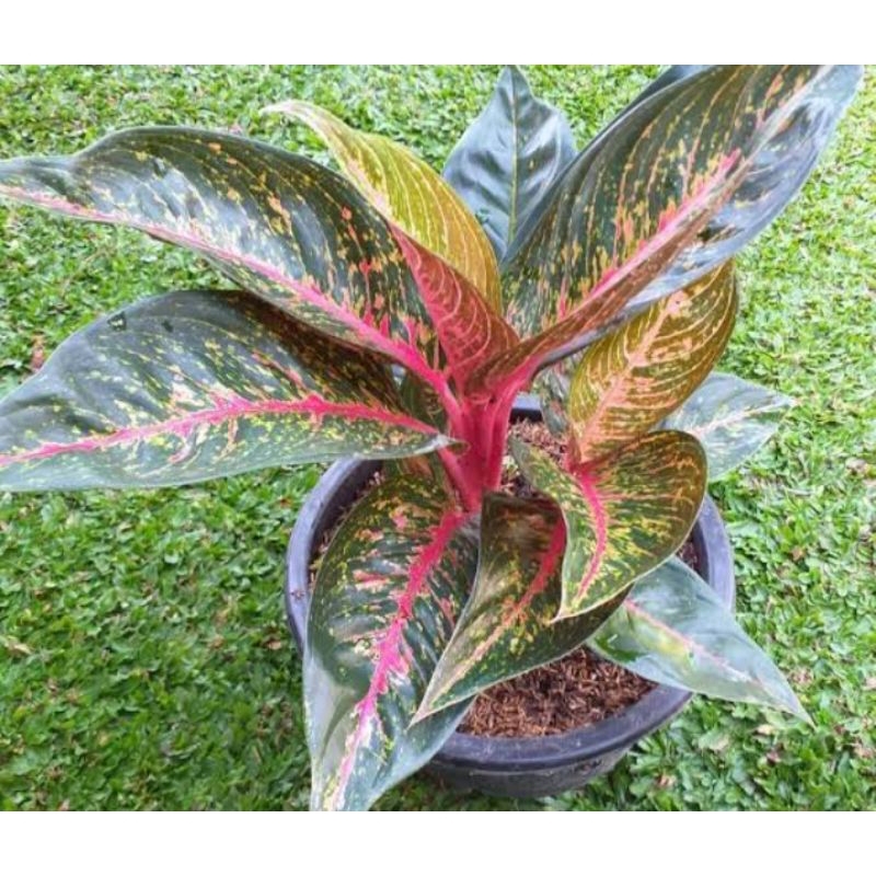 hot lady - aglonema hot lady