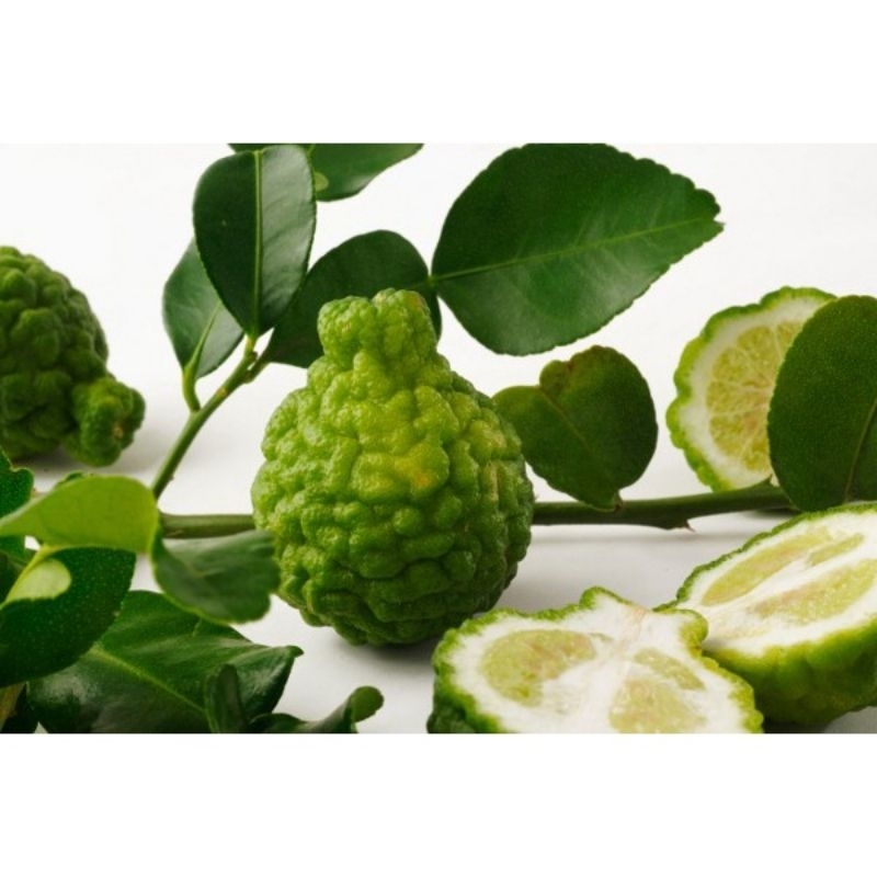 

DAUN JERUK PURUT SEGAAARRR langsung DARI PETANI