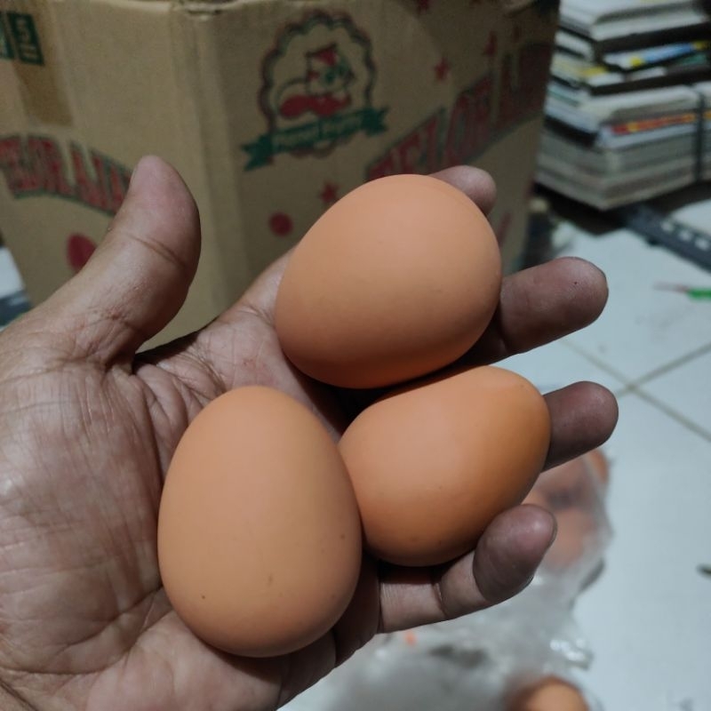 5 pcs bola bekel TELOR JUMBO FULL KARET