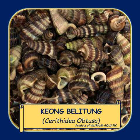 IKAN HIAS AIR TAWAR - KEONG BELITUNG / KEONG SEDUT / CANGKANG TANDUK TUMPUL / CERITHIDEA OBTUSA (ALG