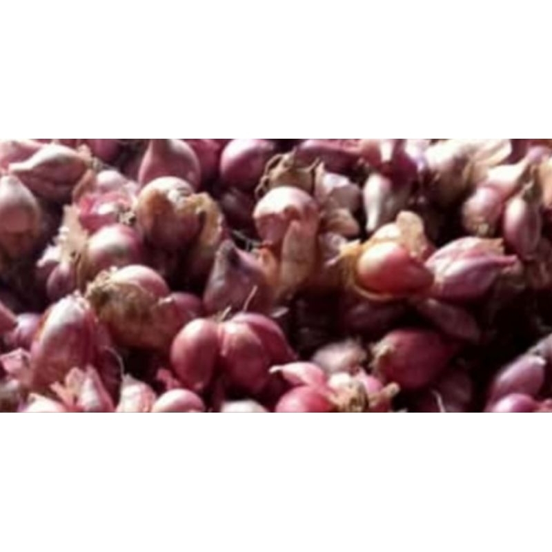 

bawang merah asli indonesia