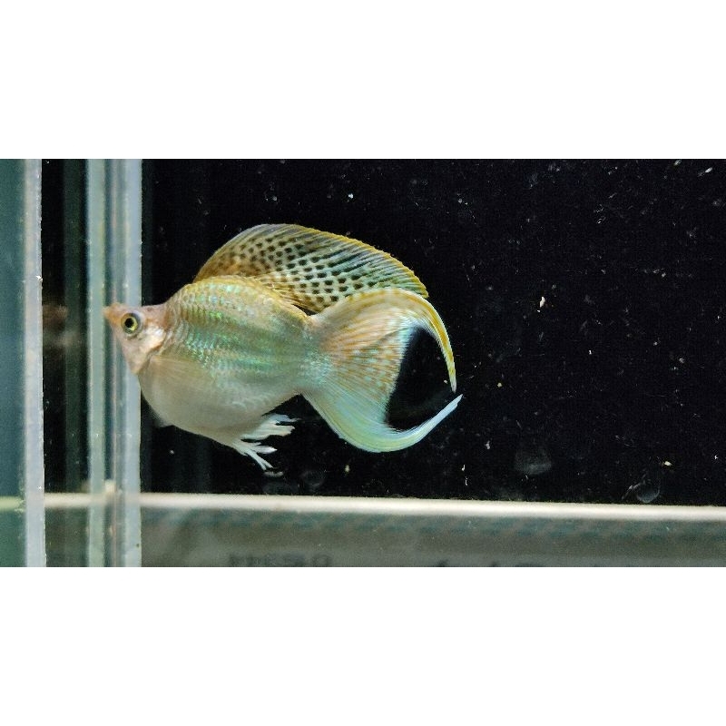 green molly balon sailfin lyretail turkis aksesoris aquarium