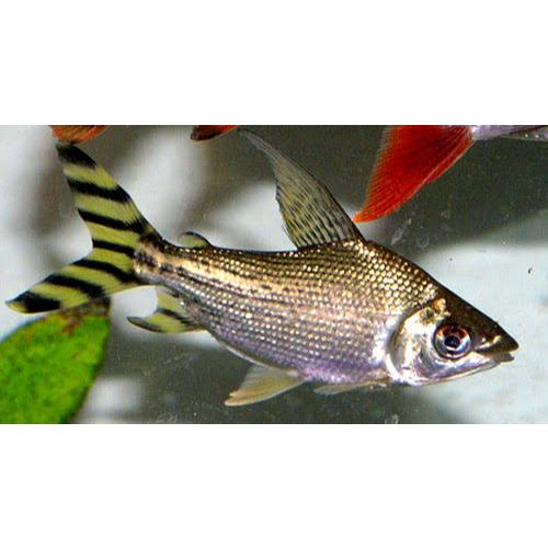 Dekorasi Akuarium Yellow FeiFeng / Yellow FlagTail 10CM