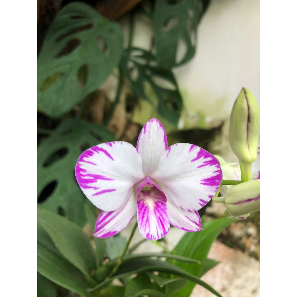 Dendrobium Enobi Splash