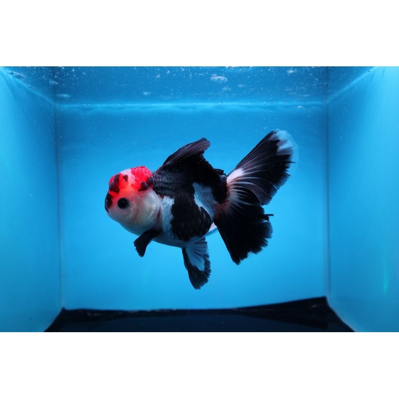 Ikan Mas Koki Oranda Tancho 3 Colour Rose Tail Jumbo Size 14 cm. h9