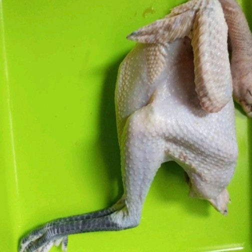 

ayam kampung hidup 1 kg