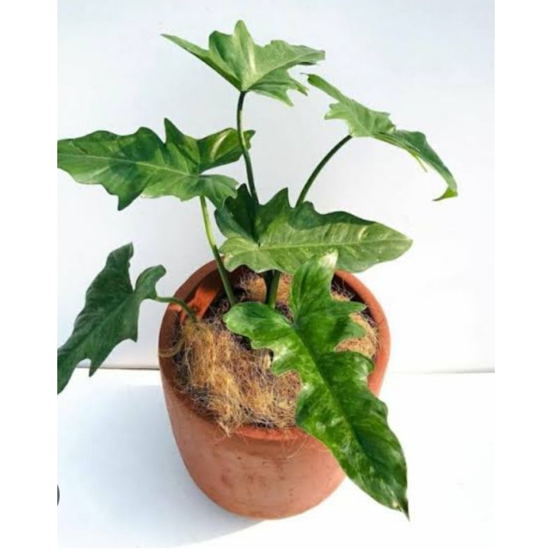 philo dragon varigata - philodendron dragon