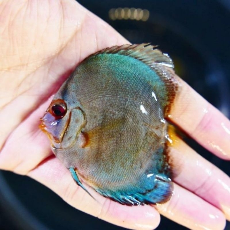 HB Blue Cobalt Discus Aquarium