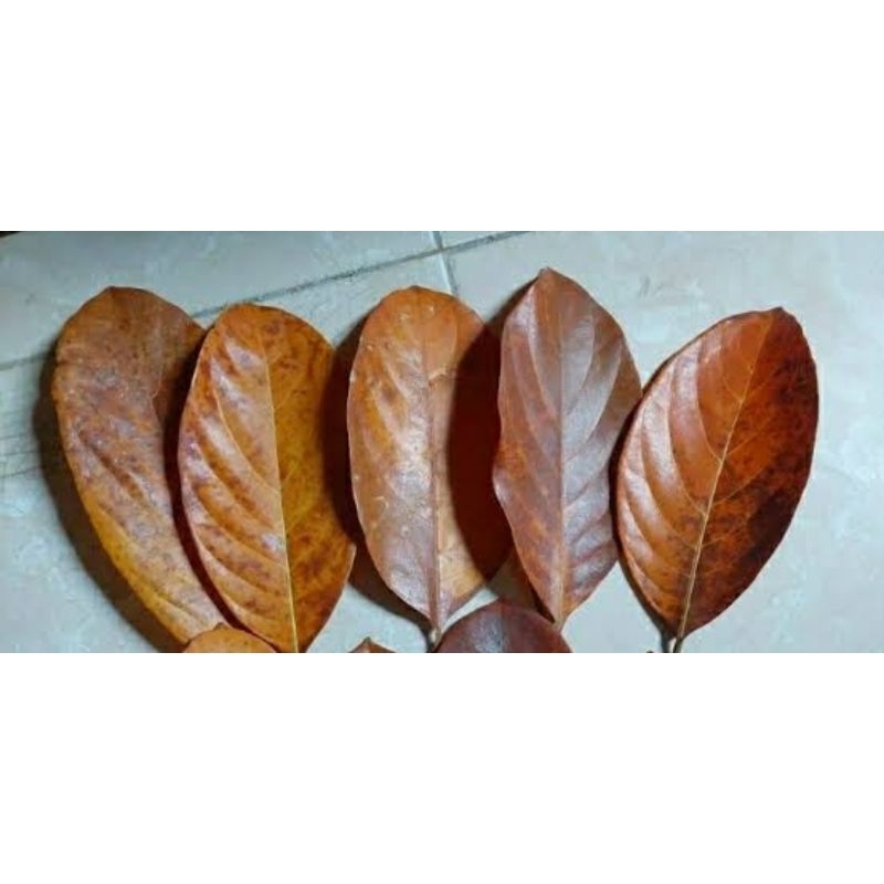 

30 lembar daun nangka kering untuk kerajinan