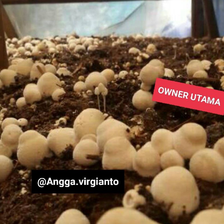Lihat Disini Bibit jamur merang unggul