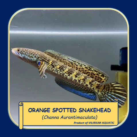 IKAN HIAS AIR TAWAR - CHANNA AURANTI / ORANGE SPOTTED SNAKEHEAD / CHANNA AURANTIMACULATA