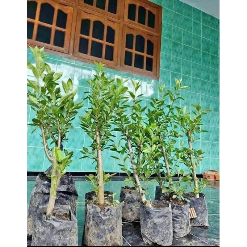 

apel merah hasil cangkok (Super)