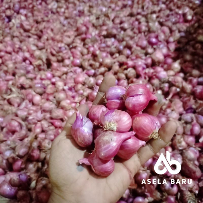 

Bawang Merah Kualitas SUPER Stok Melimpah