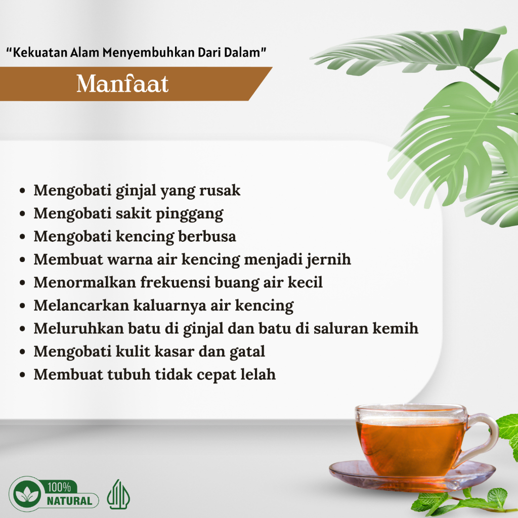

Teh Celup Herbal Akar Alang-Alang Obat Gagal Ginjal Cuci Darah Kemih Prostat Kencing Netes Berbusa
