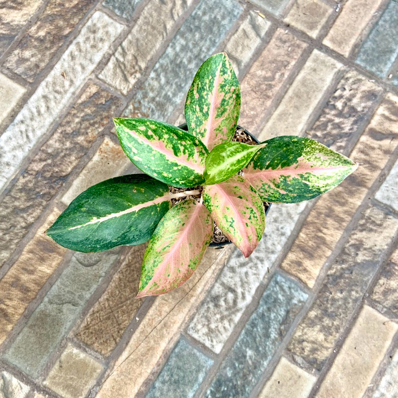 Aglaonema Golden baby