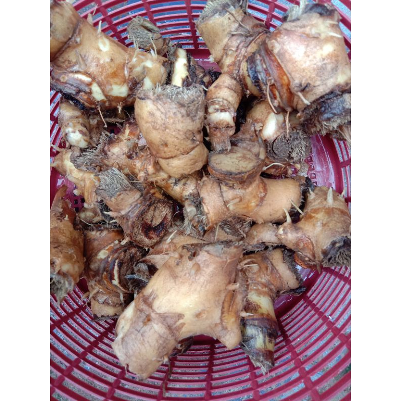 

Rimpang pacing heebal 250 gr