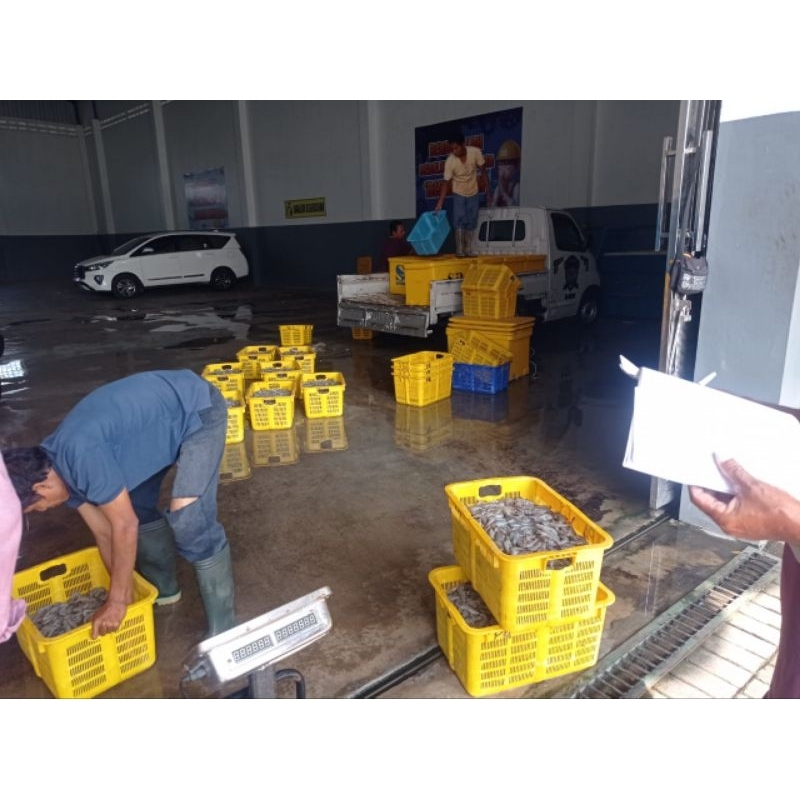 

UDANG FANAME FRESH S 60