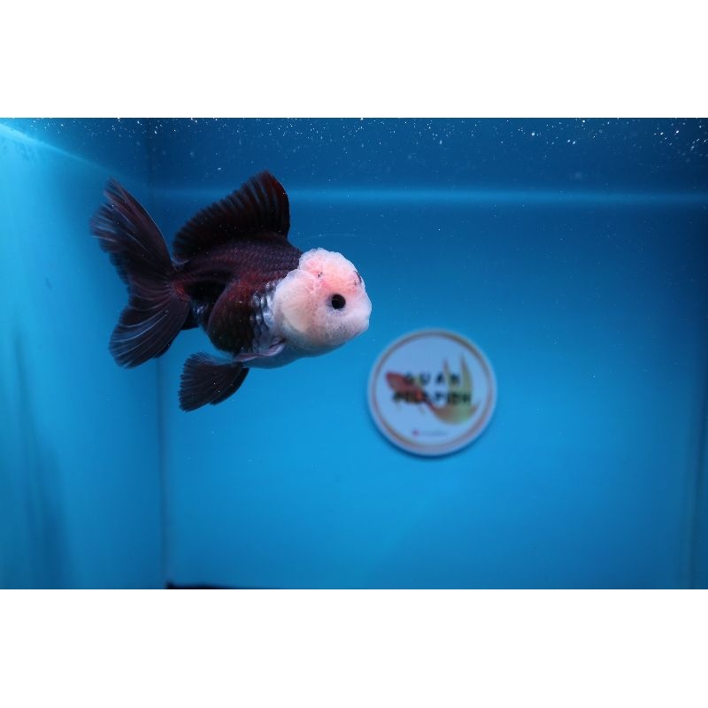 Ikan Mas Koki Oranda Panda Size 10 cm. i2