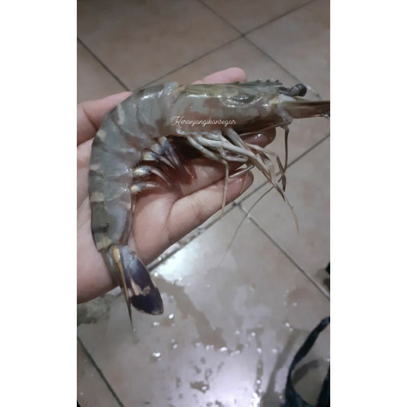 

Udang tiger segar harian 1kg size 20/25 (bukan frozen) free dibersihkan