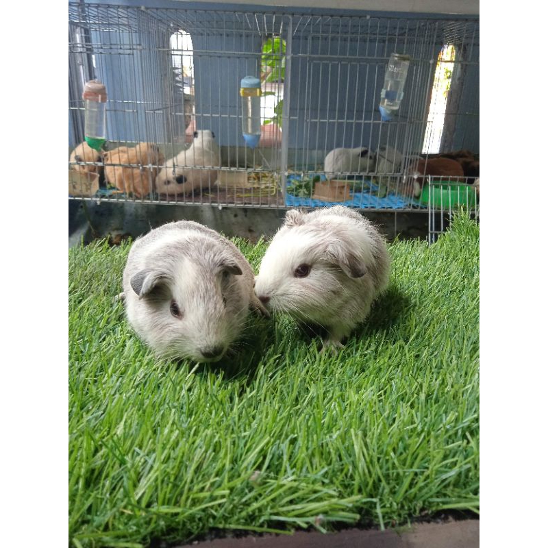 Marmut Hias American Guinea pig