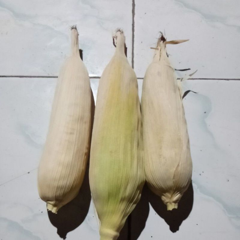 

Jagung belum pipil bisa untuk bibit pakan ternak dan nasi jagung