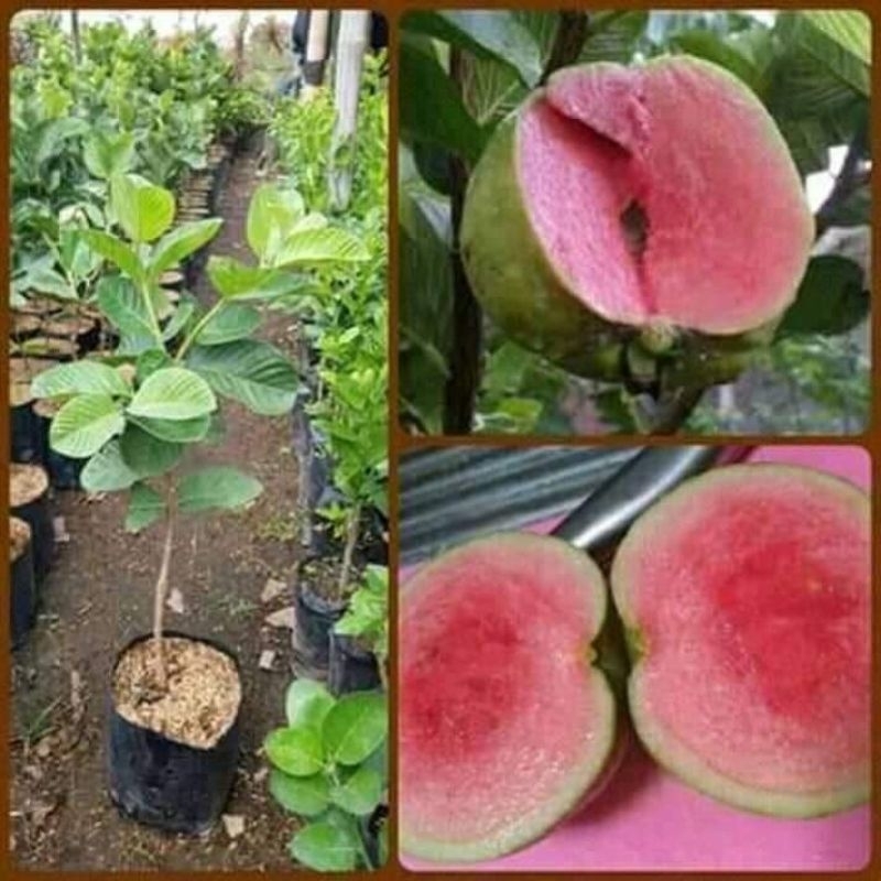 bibit jambu kristal merah sudah berbuah