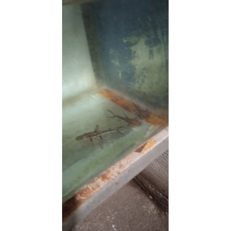 Hiasan tiger catfish / Tsn