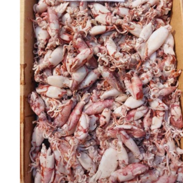 

Cumi Asin jarum,belang 1kg 1/2 1/4