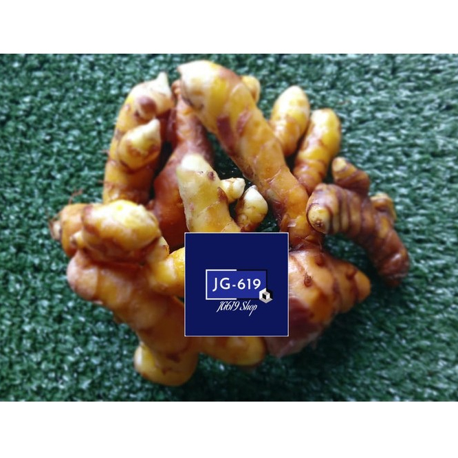 

JG - Temulawak (Curcuma zanthorrhiza)