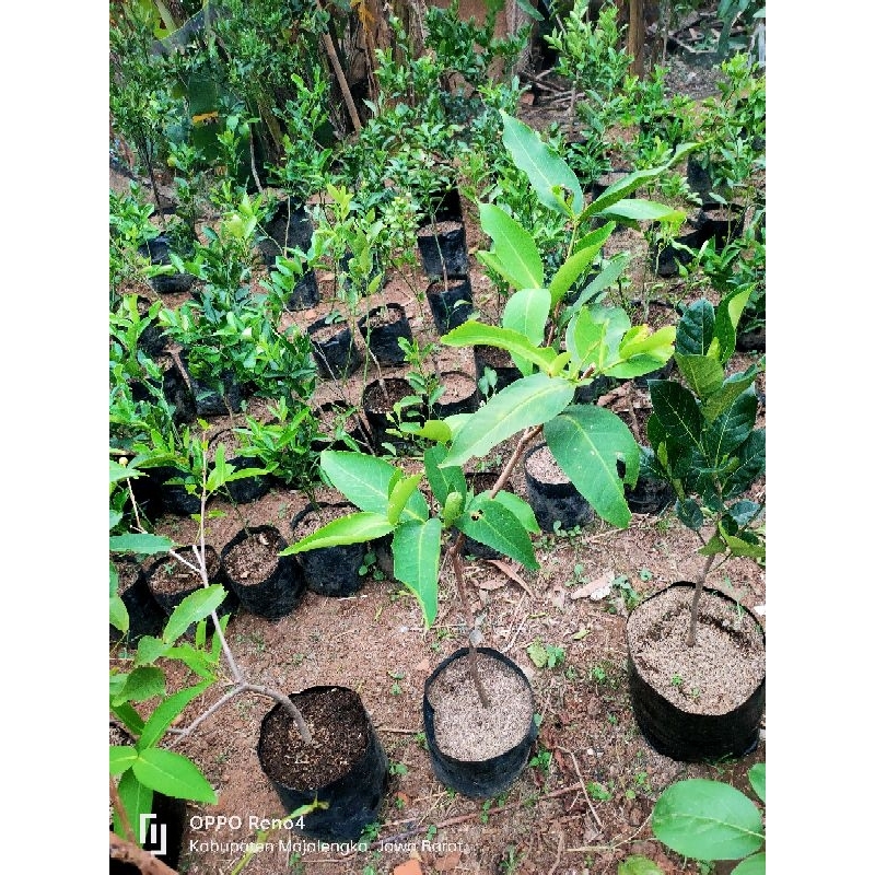 Jambu air citra rimbun (okulasi)