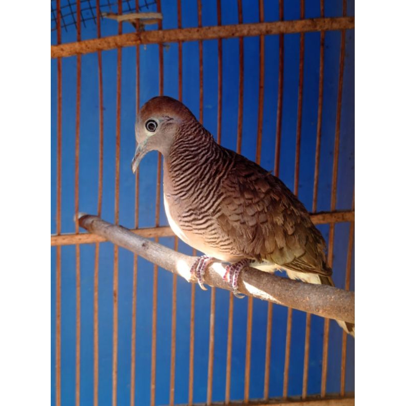 Burung perkutut lokal katuranggan Noroyono