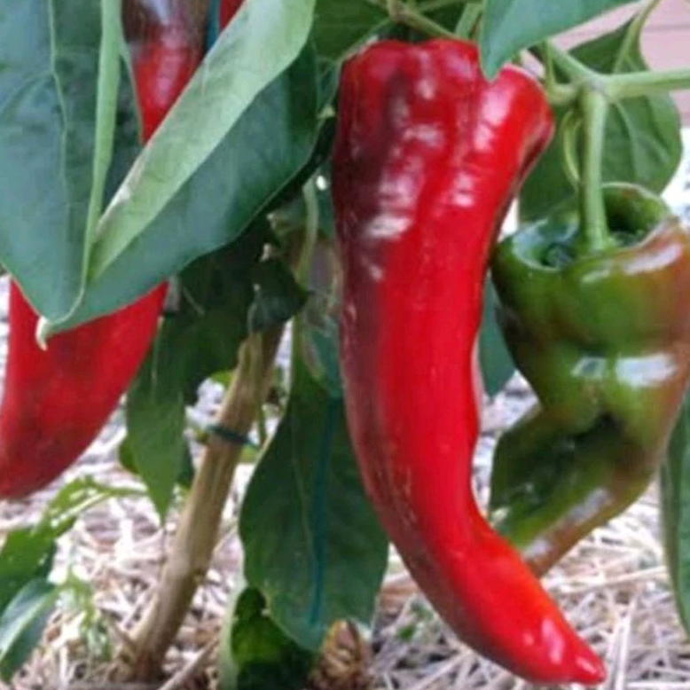 2 Butir Bibit benih biji cabe jumbo sweet italian red cabai rakksasa italian merah