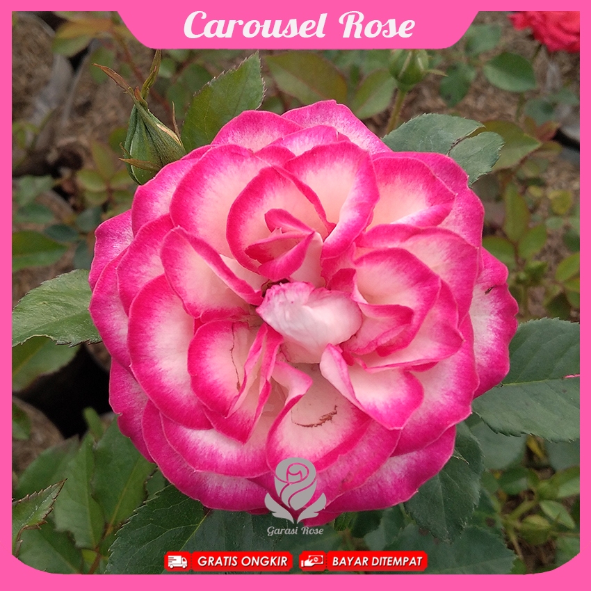 Tanaman Mawar Import Carousel - Mawar Holland