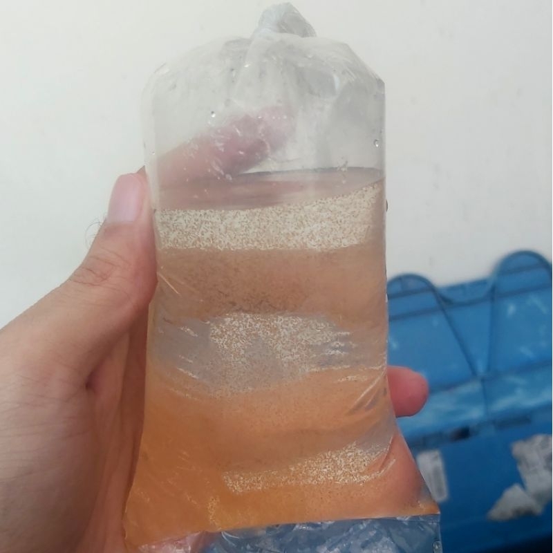 Artemia hidup pakan burayak PO H -1